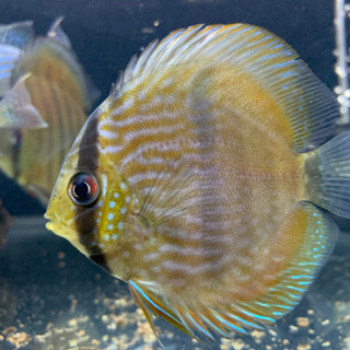 ワイルドディスカス4匹