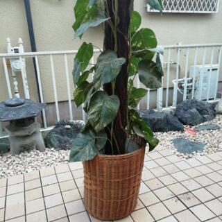 取引中　観葉植物 インテリア 約170cm