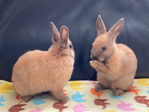 子うさぎ 2ヶ月 10月24日生まれ 2匹目 ゆほう 古虎渓のその他の里親募集 ジモティー