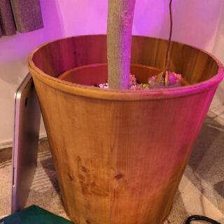 大型観葉植物　フィカス　ウンベラータ