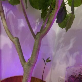 大型観葉植物　フィカス　ウンベラータ