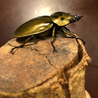 ババオウゴンオニクワガタ 新成虫 ♀10月羽化 即ブリ可能