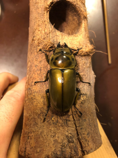 手渡し限定。ババオウゴンオニクワガタ 即ブリペア