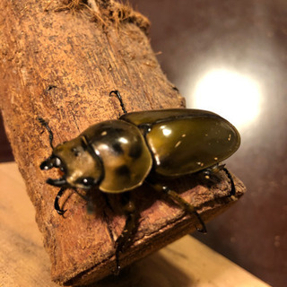 ババオウゴンオニクワガタ 新成虫 ♀10月羽化 即ブリ可能