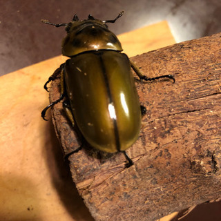 ババオウゴンオニクワガタ 新成虫 ♀48mm 即ブリ可