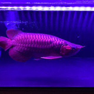 熱帯魚アロワナ
