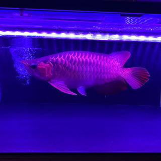 熱帯魚アロワナ