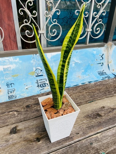 観葉植物サンスベリア トラノオ 空気清浄 ヨシ子の孫 島尻のインテリア雑貨 小物 置物 オブジェ の中古あげます 譲ります ジモティーで不用品の処分 観葉植物サンスベリア トラノオ 空気清浄 ヨシ子の孫 島尻のインテリア雑貨 小物 置物 オブジェ の中古あげます 譲ります ジモティーで不用品の処分