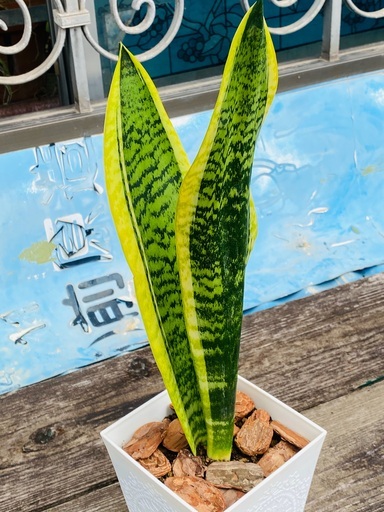 観葉植物サンスベリア トラノオ 空気清浄 ヨシ子の孫 島尻のインテリア雑貨 小物 置物 オブジェ の中古あげます 譲ります ジモティーで不用品の処分