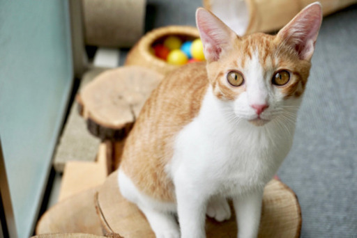 保護猫カフェのおそうじ いやし亭ほご猫茶屋 新宿のカフェの無料求人広告 アルバイト バイト募集情報 ジモティー 保護猫カフェのおそうじ いやし亭ほご猫茶屋 新宿のカフェの無料求人広告 アルバイト バイト募集情報 ジモティー