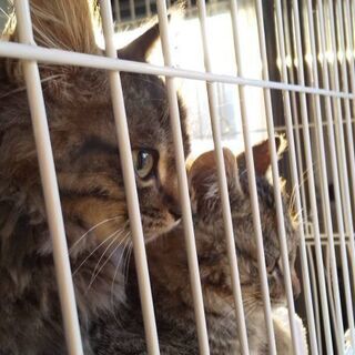 生後2~3ヶ月位の子猫(12/24投稿の兄弟) - 佐倉市