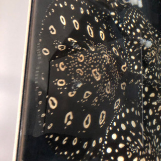 淡水エイ　オス個体　胎盤約35センチ