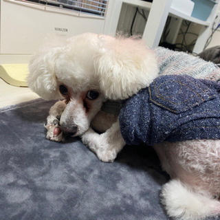 トイプー 助け合い ジモティー トイプー 助け合い ジモティー