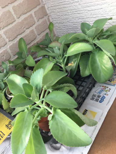 マザーリーフ 多肉植物 ぐぅ猫 籠原のその他の中古あげます 譲ります ジモティーで不用品の処分