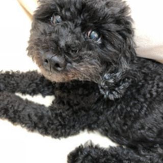 黒トイプードル13歳 じょな 御陵の犬の里親募集 ジモティー