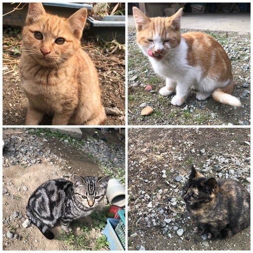 子猫の里親募集 (トマト) 奈良の猫の里親募集｜ジモティー