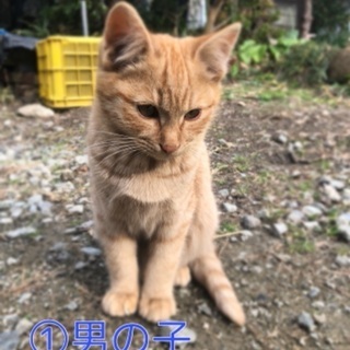 子猫の里親募集の画像