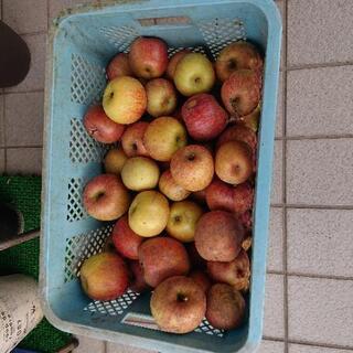 リンゴ農家のリンゴ