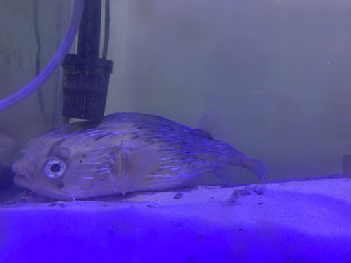 自宅飼育ハリセンボン25cm Ashahi 新羽のその他の中古あげます 譲ります ジモティーで不用品の処分 自宅飼育ハリセンボン25cm Ashahi 新羽のその他の中古あげます 譲ります ジモティーで不用品の処分