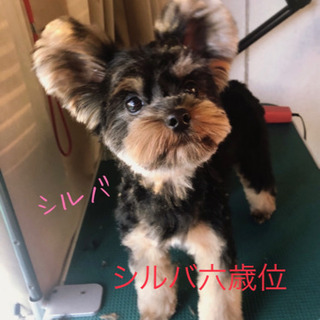ブリーダー 放棄のヨーキー 推定6歳 Tera 大田の犬の里親募集 ジモティー