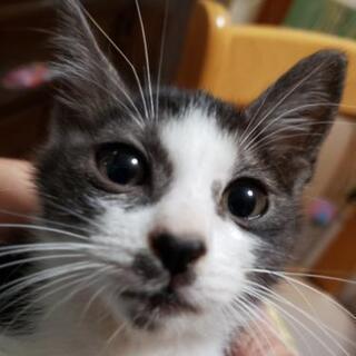 ★子猫の里親募集 急募★