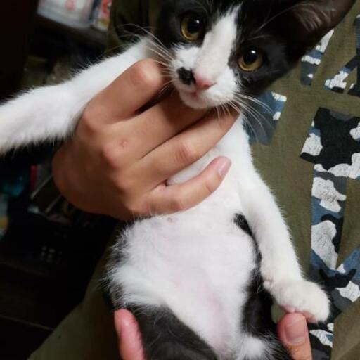 ✱里親募集 急募✱ (☆Яi☆) 沖縄の猫の里親募集｜ジモティー