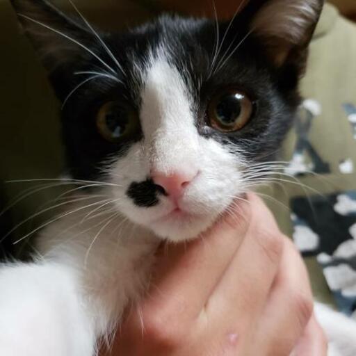 ✱里親募集 急募✱ (☆Яi☆) 沖縄の猫の里親募集｜ジモティー