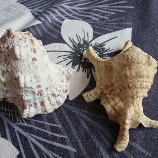 沖縄県の法螺貝の中古が安い！激安で譲ります・無料であげます｜ジモティー