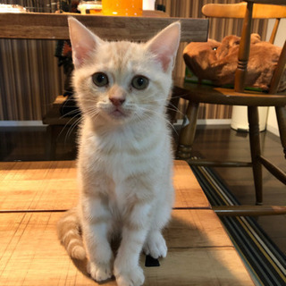 アメショーとスコティッシュのミックス みわママ 阿波富田の猫の里親募集 ジモティー アメショーとスコティッシュのミックス みわママ 阿波富田の猫の里親募集 ジモティー