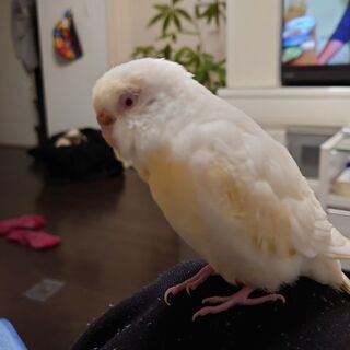 セキセイインコ探しています