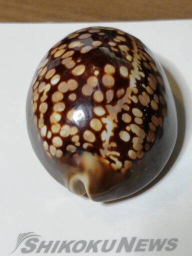 タカラガイでも斑点が美しい珍しい貝殻 銭形平次 観音寺のインテリア雑貨 小物 置物 オブジェ の中古あげます 譲ります ジモティーで不用品の処分