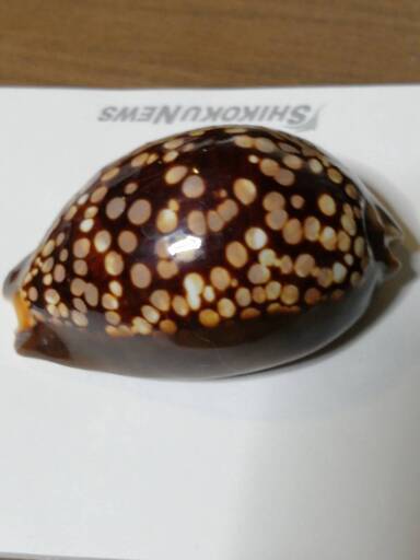 タカラガイでも斑点が美しい珍しい貝殻 銭形平次 観音寺のインテリア雑貨 小物 置物 オブジェ の中古あげます 譲ります ジモティーで不用品の処分