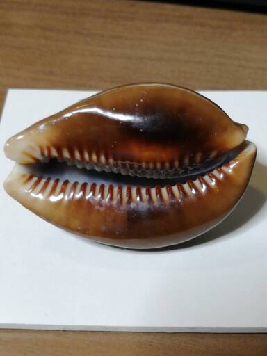 タカラガイでも斑点が美しい珍しい貝殻 銭形平次 観音寺のインテリア雑貨 小物 置物 オブジェ の中古あげます 譲ります ジモティーで不用品の処分
