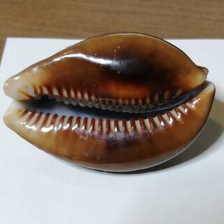 タカラガイでも斑点が美しい珍しい貝殻 銭形平次 観音寺のインテリア雑貨 小物 置物 オブジェ の中古あげます 譲ります ジモティーで不用品の処分 タカラガイでも斑点が美しい珍しい貝殻 銭形平次 観音寺のインテリア雑貨 小物 置物 オブジェ の中古あげます 譲ります ジモティーで不用品の処分