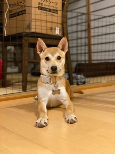 生後５ヶ月 元野犬の子犬です たま 雲仙のその他の里親募集 ジモティー