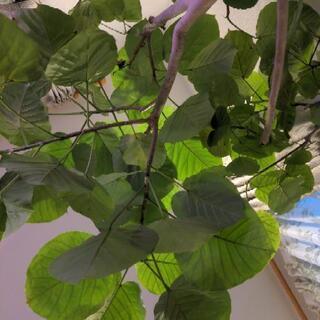大型観葉植物　フィカス　ウンベラータ