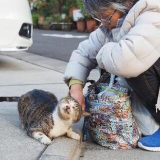 【募集】猫ちゃんの一時保護ボランティア