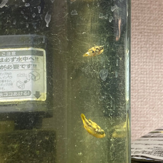 アベニー パファー飼育セット 水槽付き タルタル 肥後大津の生活雑貨の中古あげます 譲ります ジモティーで不用品の処分 アベニー パファー飼育セット 水槽付き タルタル 肥後大津の生活雑貨の中古あげます 譲ります ジモティーで不用品の処分