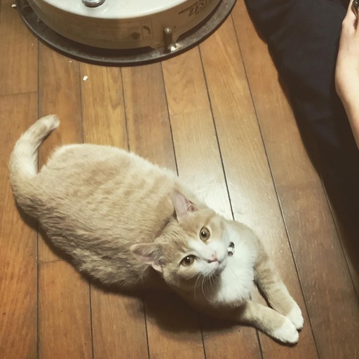 仮名にゃい君です ミルクティー色 毛並ふわふわ系イケニャンです 保護猫 Bucchin72 甘木の猫の里親募集 ジモティー
