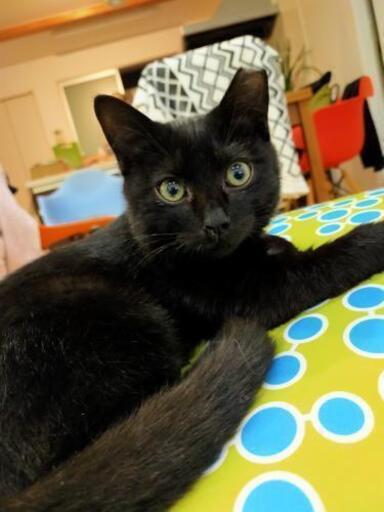 おめめパッチリ黒猫 オス4ヶ月 きょうちゃん 行田の猫の里親募集 ジモティー