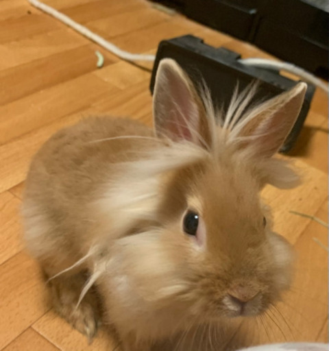 赤ちゃんうさぎ ３ヶ月 みれい 船橋のその他の里親募集 ジモティー