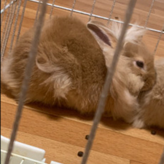 赤ちゃんうさぎ ３ヶ月 みれい 船橋のその他の里親募集 ジモティー