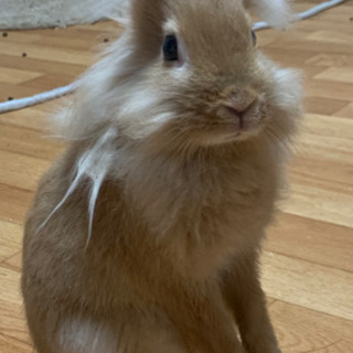 赤ちゃんうさぎ ３ヶ月 みれい 船橋のその他の里親募集 ジモティー