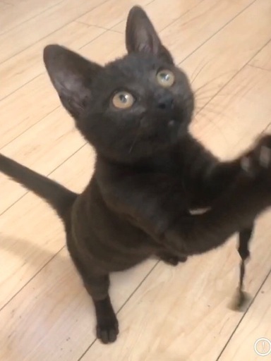 高級ジュータンのような毛並みの黒猫ジジ 4か月 Yokotanママ 博多南の猫の里親募集 ジモティー