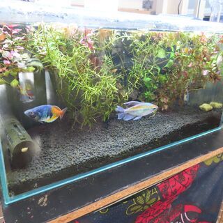 熱帯魚 アカヒレ7匹 コリドラス8種類8匹 テトラ レモン シルバーチップ ファイヤー グローライト ラミーノーズ など里親になっていた チェギーのとうさん 航空公園のその他の中古あげます 譲ります ジモティーで不用品の処分 熱帯魚 アカヒレ7匹 コリドラス8種類8匹 テトラ レモン シルバーチップ ファイヤー グローライト ラミーノーズ など里親になっていた チェギーのとうさん 航空公園のその他の中古あげます 譲ります ジモティーで不用品の処分