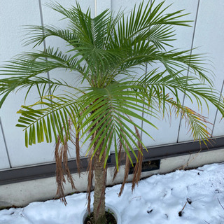 フェニックス ロベレニー 8号鉢 (枯葉付き) ヤシ 観葉植物 【公式通販】