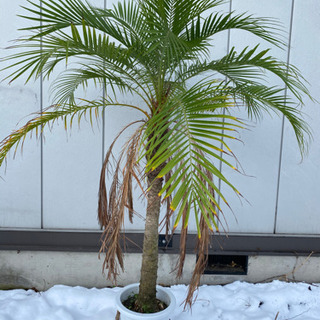 その他 フェニックス ロベレニー 8号鉢 (枯葉付き) ヤシ 観葉植物