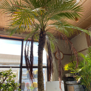 フェニックス ロベレニー 8号鉢 (枯葉付き) ヤシ 観葉植物 【公式通販】