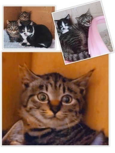 生後4ヶ月のキジトラ女の子 Happy22 秋田の猫の里親募集 ジモティー