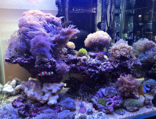 ヒメシャコガイについたウミアザミパープル